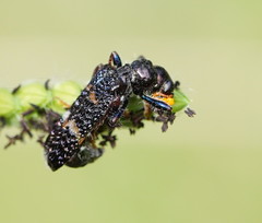 Scrobiger splendidus