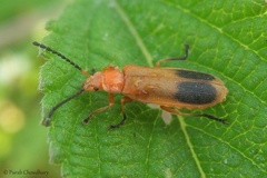 Cordylocera livida