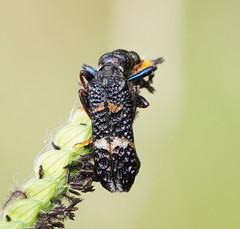 Scrobiger splendidus