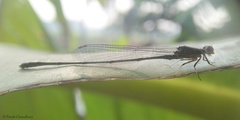 Pseudagrion microcephalum