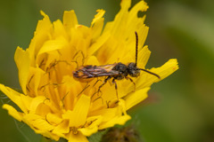 Nomada
