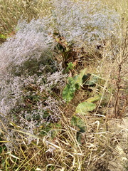 Limonium platyphyllum