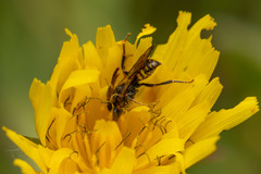 Nomada