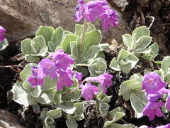 Primula marginata