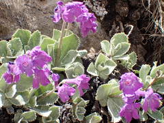 Primula marginata