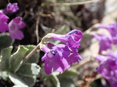 Primula marginata