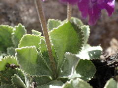 Primula marginata