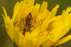 Nomada