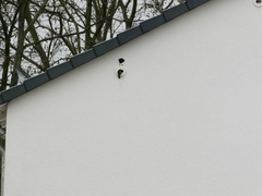 Passer domesticus domesticus