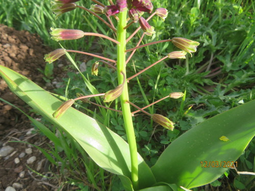 Bellevalia macrobotrys