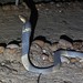 南非眼鏡蛇 - Photo 由 Dr. Thomas Dörner 所上傳的 (c) Dr. Thomas Dörner，保留部份權利CC BY-NC