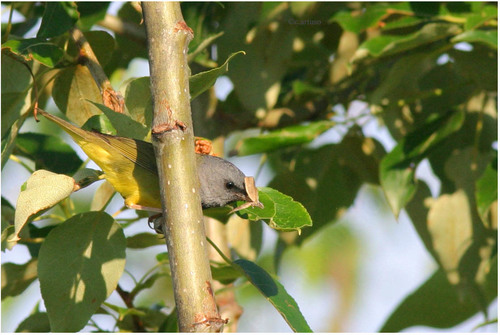 Mourning Warbler