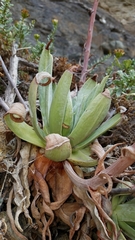 Dudleya virens