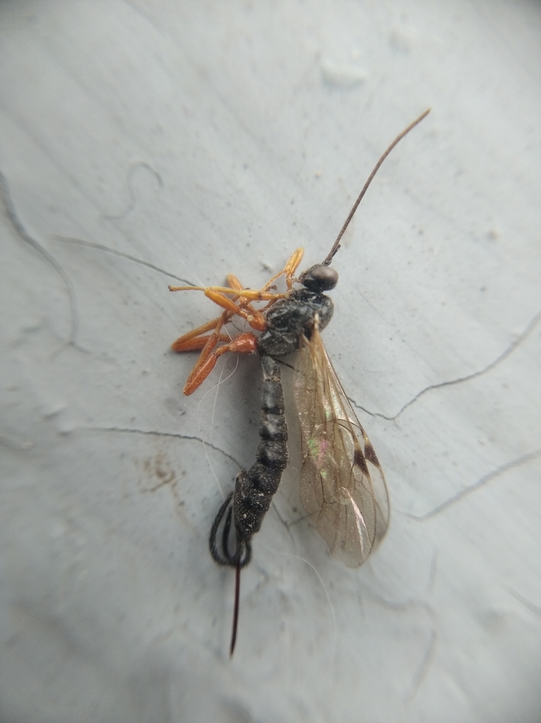 Scambus nigricans
