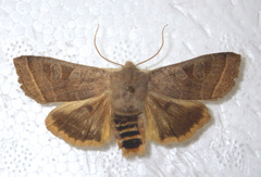 Orbona fragariae