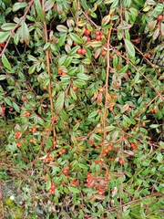 Cotoneaster salicifolius