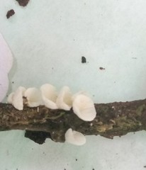 Crepidotus cristatus