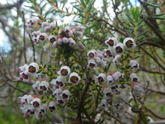 Erica setacea
