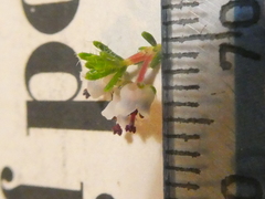 Erica setacea