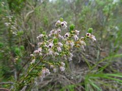 Erica setacea