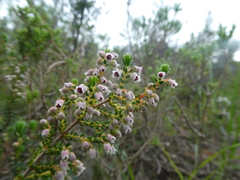 Erica setacea