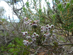 Erica setacea