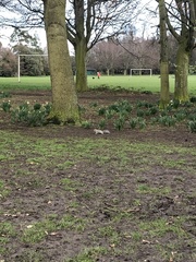 Sciurus carolinensis