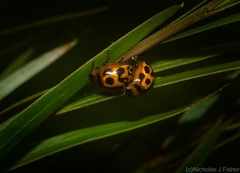 Peltoschema basicolle