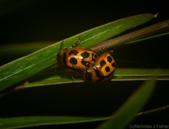 Peltoschema basicolle