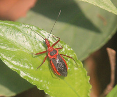 Rhynocoris mendicus