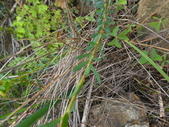 Euphorbia genistoides