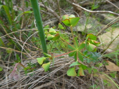 Euphorbia genistoides