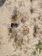 Astrodaucus littoralis