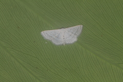 Scopula eburneata