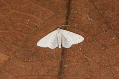 Scopula eburneata
