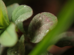 Erysiphe hyperici