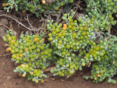 Tetraena fontanesii