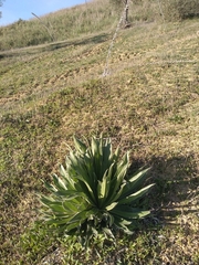 Echium boissieri