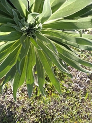 Echium boissieri