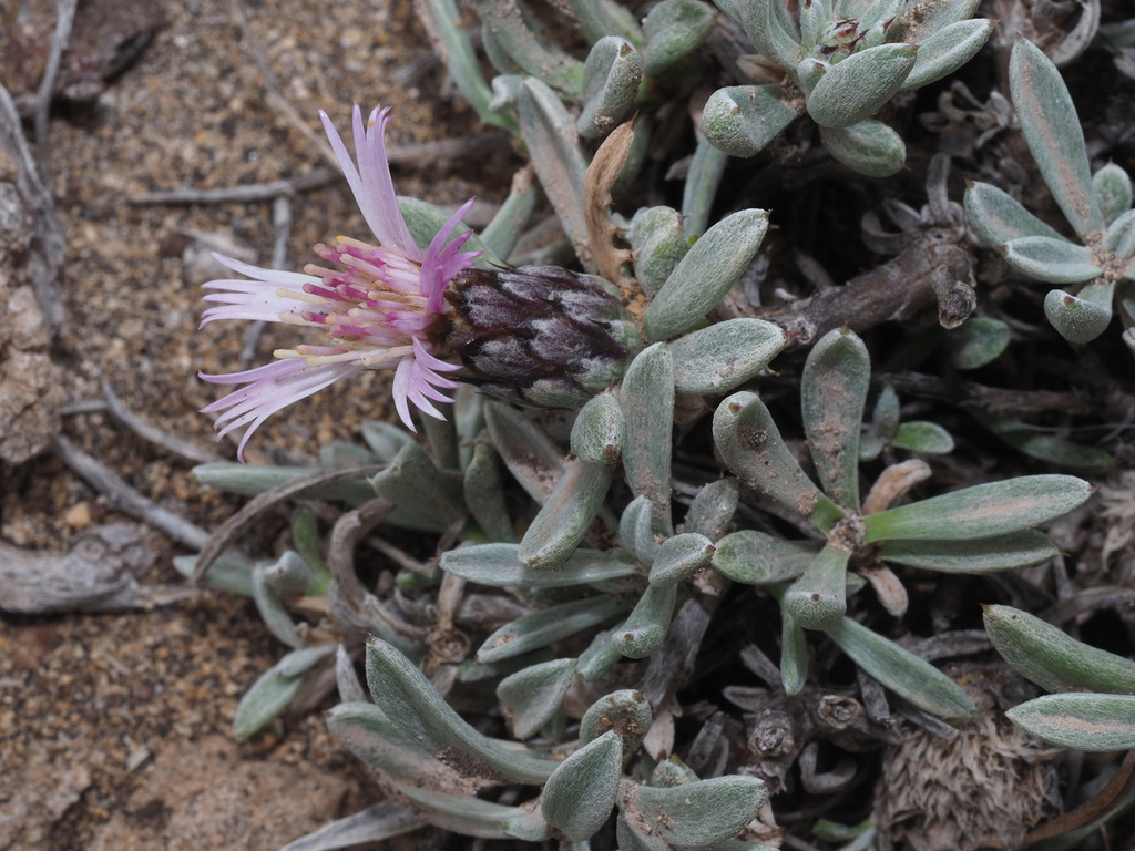 Atractylis preauxiana