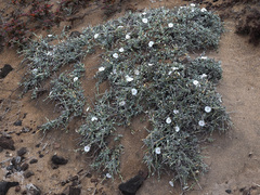 Convolvulus caput-medusae