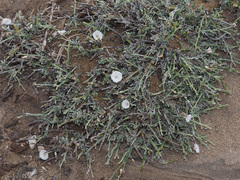 Convolvulus caput-medusae