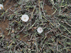 Convolvulus caput-medusae