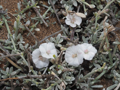 Convolvulus caput-medusae