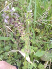 Stachys arvensis