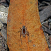 Trigonidium albovittatum - Photo (c) Simon Grove, alguns direitos reservados (CC BY-NC), uploaded by Simon Grove