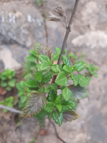 Teucrium flavum subsp. glaucum image