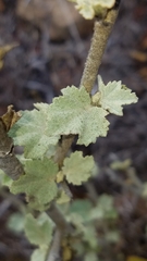 Malacothamnus fasciculatus catalinensis