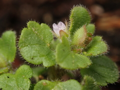 Cochlidiosperma