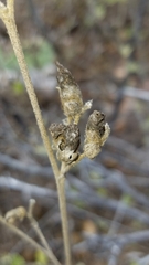 Malacothamnus fasciculatus catalinensis